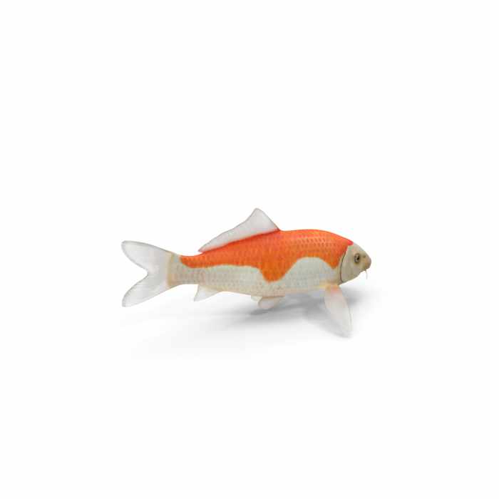 Harivake Koi Fish