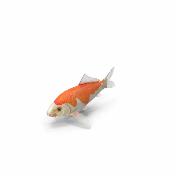 Harivake Koi Fish