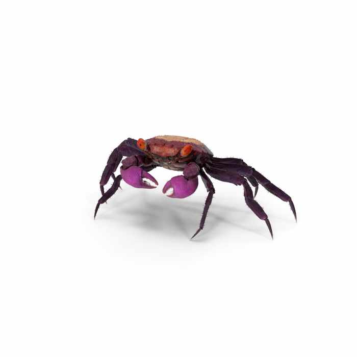 Purple Vampire Crab