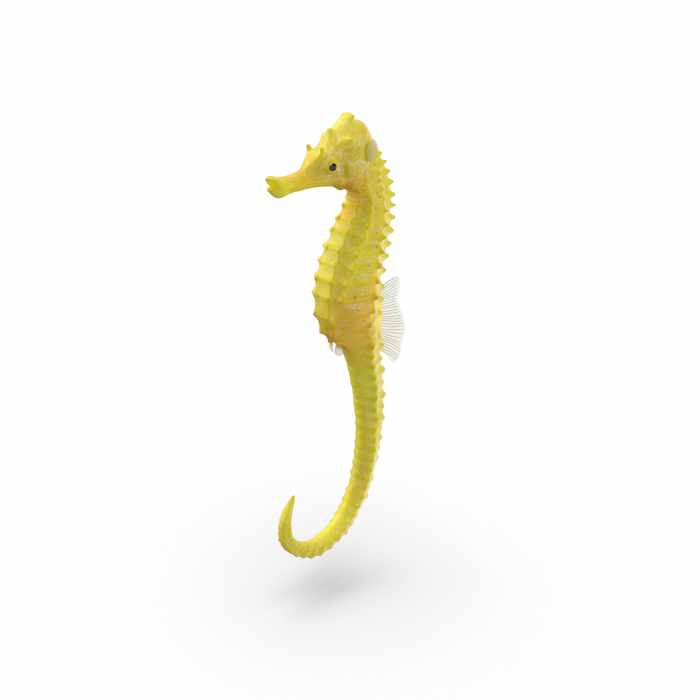 Seahorse