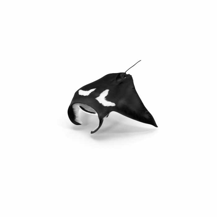 Manta Ray
